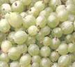 background: Grapes