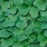 background: Leaves on a plant