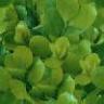 background: Fresh Green