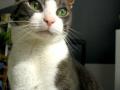 background: Proxy, my cat.