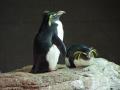 background: Boston Aquarium