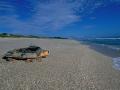 background: Loggerhead Sea Turtle