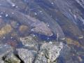 background: Lake Sturgeon