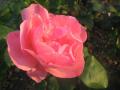 background: Pink Rose