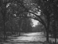 background: Pathway Of Trees
