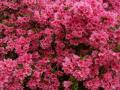 background: Azaleas