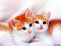 background: Orange and White Kittens