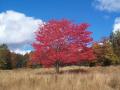 background: Red Tree