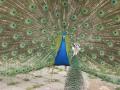 background: Peacock not impressing Female