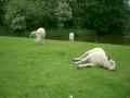 background: Sheep having fun