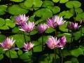 background: Cool flowers