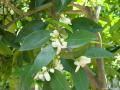 background: orange blossoms