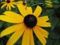 background: Black-Eyed-suzie