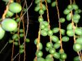 background: Plant