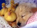 background: cutest thing ever