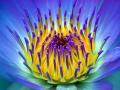 background: flower
