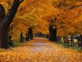 background: Trail through the trees