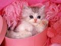 background: Kitty