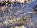 background: Water Stones