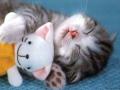 background: Sleeping kitten
