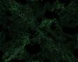 background: vert