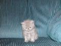 background: Pudgy Kitty