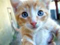 background: Close up Kitty