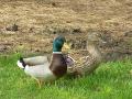 background: ducks