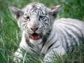 background: Baby Bengal