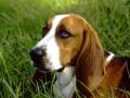 background: Basset Hound Dog