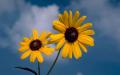 background: Sunflowers